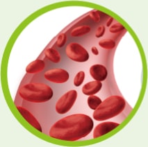 red blood cells