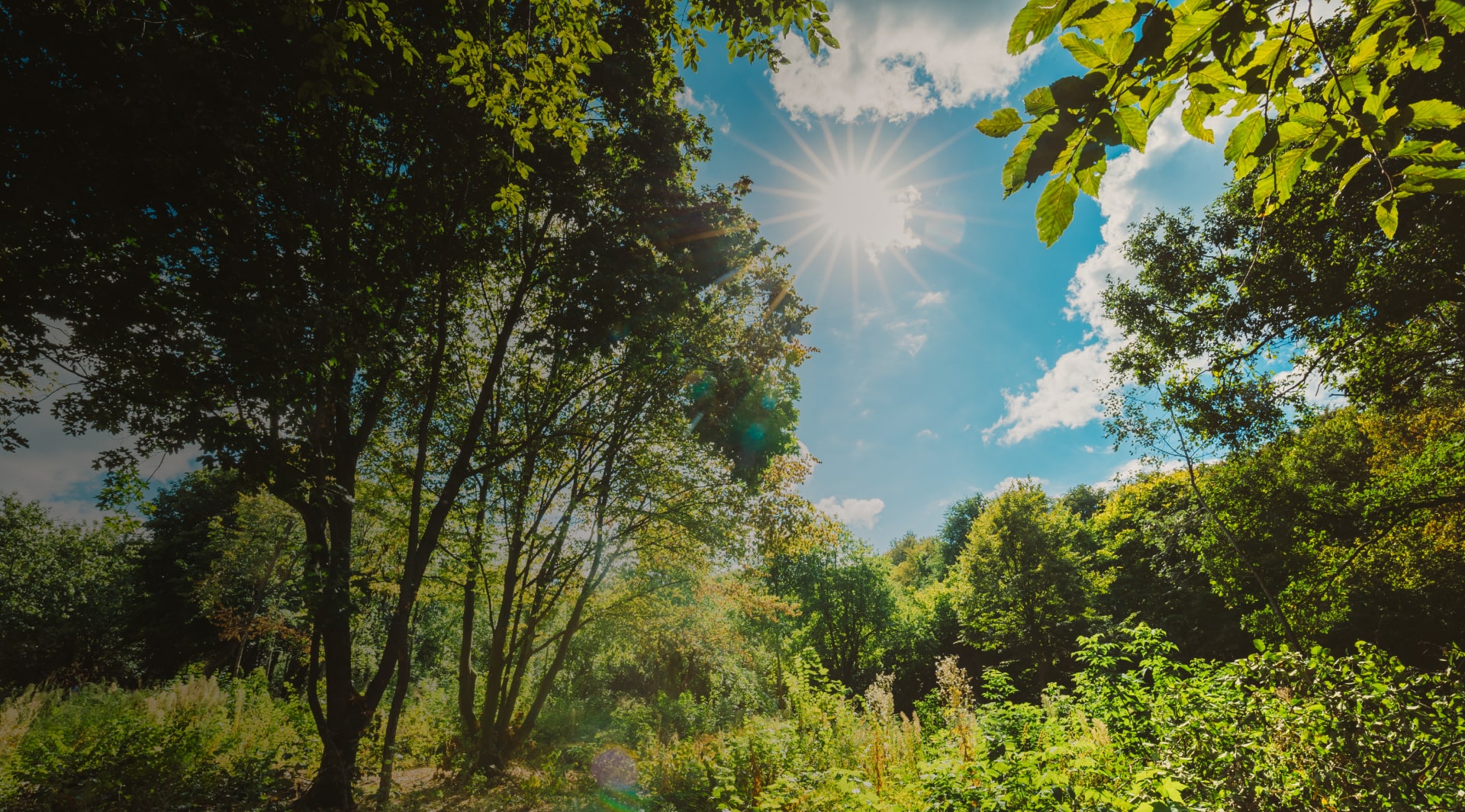 dense forest